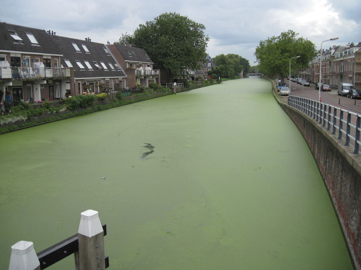 1- Delft- Arrivo a Delft- un canale con l'acqua verde-ricoperto di alghe